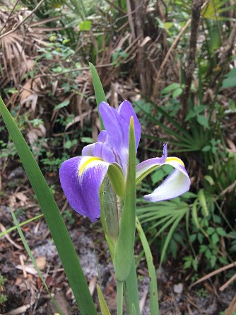 Blooming Iris in Wetland